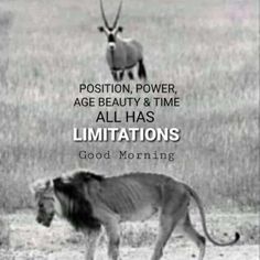 two lions and an antelope with the words, position, power, age beauty & time all has limits good morning