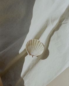 a seashell is laying on a white sheet in the sun with shadow from it