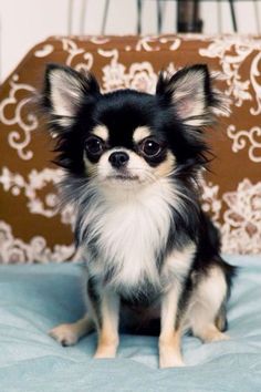 a small black and white dog sitting on top of a blue bed next to a brown suitcase