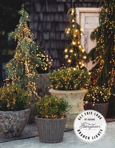 three potted plants with christmas lights on them