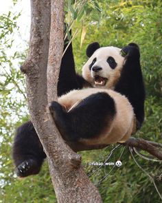 a panda bear sitting in a tree with its paws up to the branches and mouth open