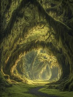 an image of moss covered trees in the middle of a road that is surrounded by green grass