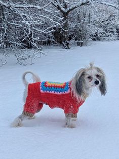 a small dog wearing a sweater in the snow