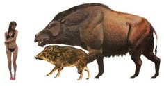 two wild boars standing next to each other in front of a white background,