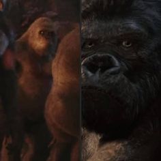 two different images of gorillas in the same scene, one is looking at something