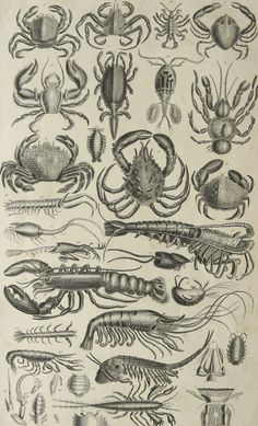 an illustration of various types of sea animals