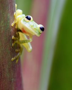 a green frog with black eyes sitting on top of a plant