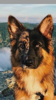 a german shepherd dog sitting on top of a mountain looking at the camera with fog in the background