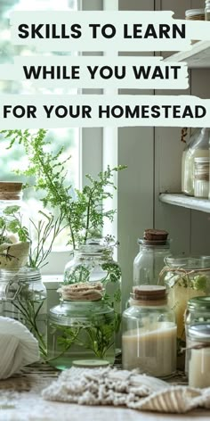 jars filled with plants and herbs sitting on top of a counter next to a window