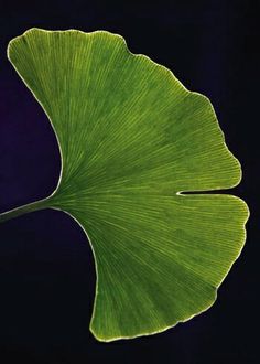 a large green leaf on a black background