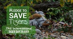 there is a stuffed tiger laying on the ground next to some rocks and trees with text that reads, please to save tigers this international tiger day 29 july