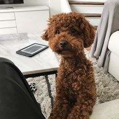 a small brown dog sitting on top of a white rug in front of a couch