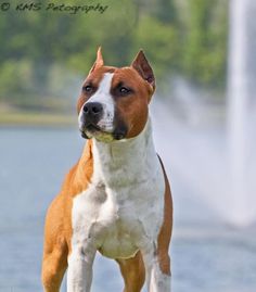 a brown and white dog standing on top of a grass covered field