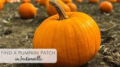 a field full of orange pumpkins with the words find a pumpkin patch in jacksonville