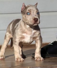 a puppy with blue eyes standing on the ground