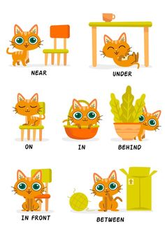 an image of cats in different positions to learn how to use the cat's language