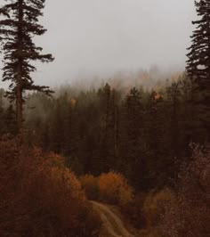 a dirt road surrounded by trees and fog