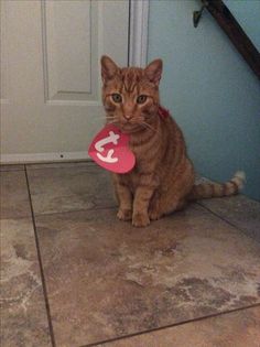 a cat sitting on the floor with a frisbee in its mouth