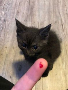 a small kitten sitting on top of a wooden floor next to a person's finger