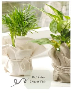 two potted plants sitting on top of a window sill next to each other