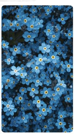 blue flowers with yellow centers are in the middle of this photo, and there is no image on it