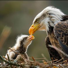 Bald Eagles: Artistic Textile Designs Power Of Light, Love Is Cartoon, Eagle Nest, Textile Designs, Golden Light, Golden Lights, Bird Feathers