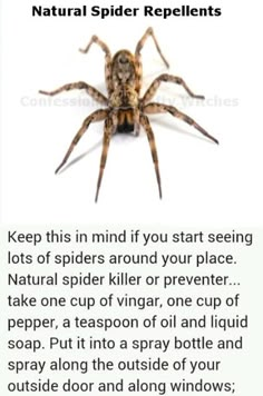 a spider sitting on top of a white wall next to a caption that reads natural spider repellents