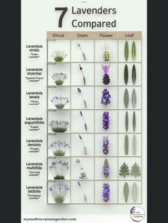 the seven lavenders are arranged in rows on a white background with text that reads 7 lavenders compared