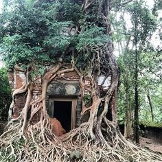 a very large tree that is growing out of the side of a building