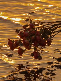 some flowers that are sitting in the water near the shore and sun reflecting on the water