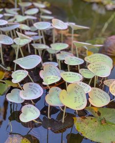 there are many flowers that have been placed in the water for someone to write on