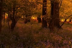 the sun shines through the trees and flowers in the woods on a sunny day