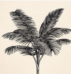 a black and white drawing of a palm tree