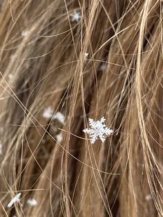 a snow flake is seen in the middle of some brown and white furs