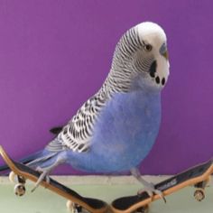 a blue parakeet sitting on top of a skateboard against a purple wall