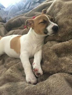 a brown and white dog laying on top of a bed