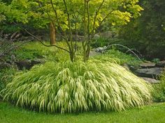 a lush green bush in the middle of a garden