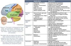 Brain Lobes And Function Chart | figure 2 the brain is composed of three parts the brainstem cerebellum ... Brain Lobes And Functions, Brain Lobes, Nursing Care Plan, Brain Anatomy, Brain Surgery, Speech Pathology, E Mc2