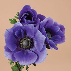 three purple flowers in a vase on a table