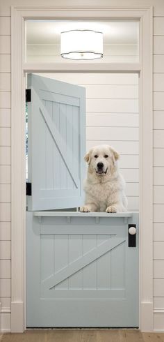 a white dog sitting on top of a blue door