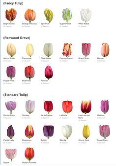 the different types of tulips are shown in this chart, and each has their own name