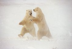 two polar bears playing in the snow with their paws on each other's back