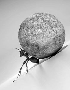 an ant carrying a large rock on it's back with its legs and head