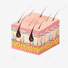 an illustration of the layers of skin with hair on top and below it, showing different areas