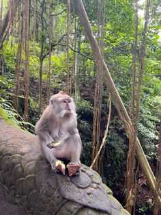 a monkey sitting on top of a rock in the middle of some trees and bushes