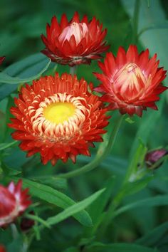 three red flowers with yellow center surrounded by green leaves