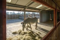 a zebra is eating hay in an enclosed area with wood and metal structures on either side