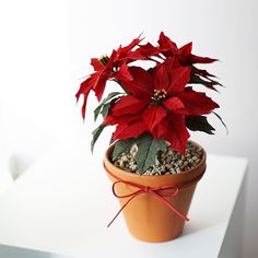 a potted plant with red flowers and green leaves in it on a white surface