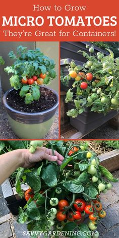 how to grow micro tomatoes they're great for containers