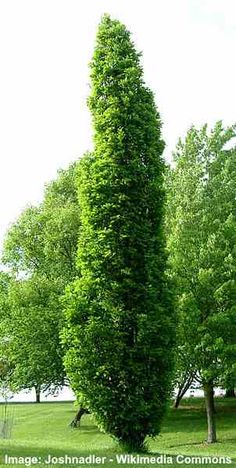 a tall green tree sitting in the middle of a lush green field